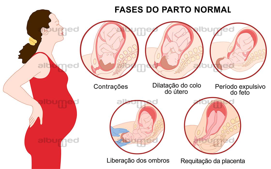 Fases do parto normal - AlbumMed