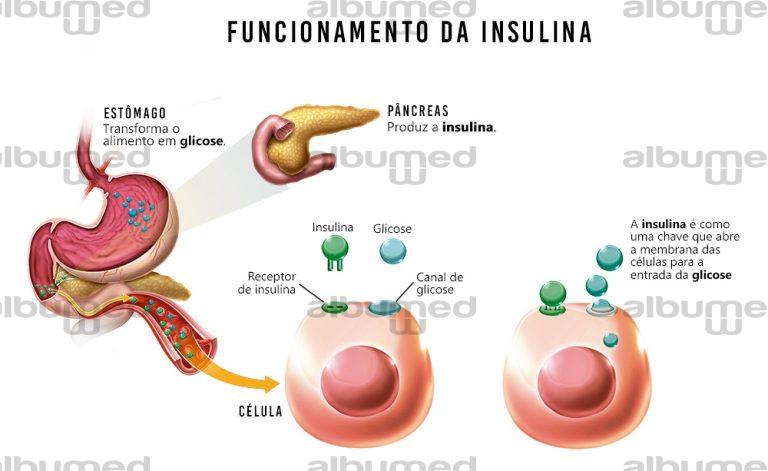 Funcionamento da insulina - AlbumMed